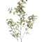 6 Pack: Yellow & Green Berry Stem with Leaves by Ashland®